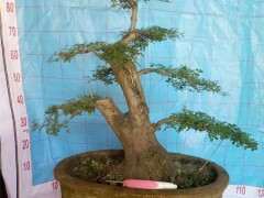 对节白蜡下山桩怎么浇水不会烂根 图片