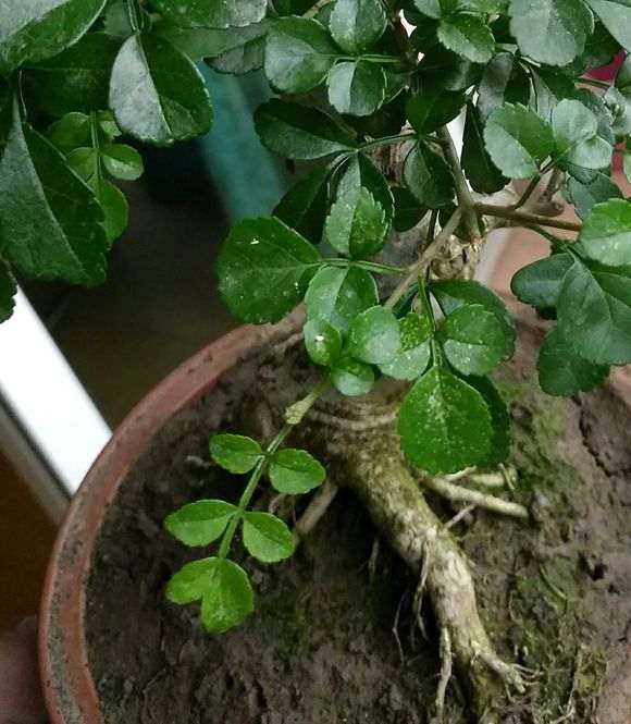 对节白蜡下山桩叶子出现黄色斑点 怎么办
