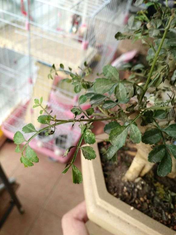 对节白蜡下山桩叶子出现黄色斑点 怎么办