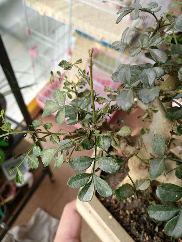 对节白蜡下山桩叶子出现黄色斑点 怎么办