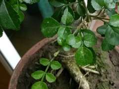 对节白蜡下山桩叶子出现黄色斑点 怎么办