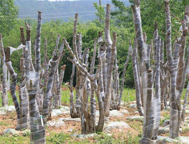 为什么对节白蜡下山桩要用黄沙 图片