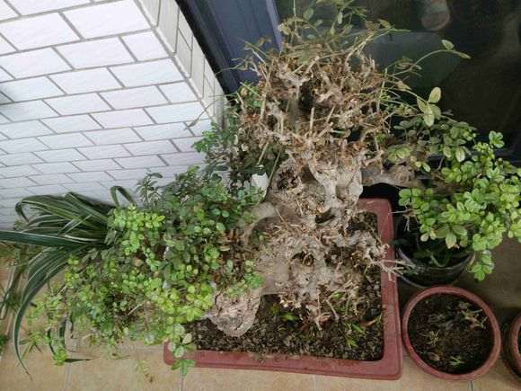 为什么对节白蜡下山桩容易成活 图片