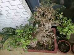 为什么对节白蜡下山桩容易成活 图片