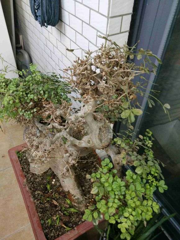 对节白蜡下山桩新叶发黄发黑 怎么办