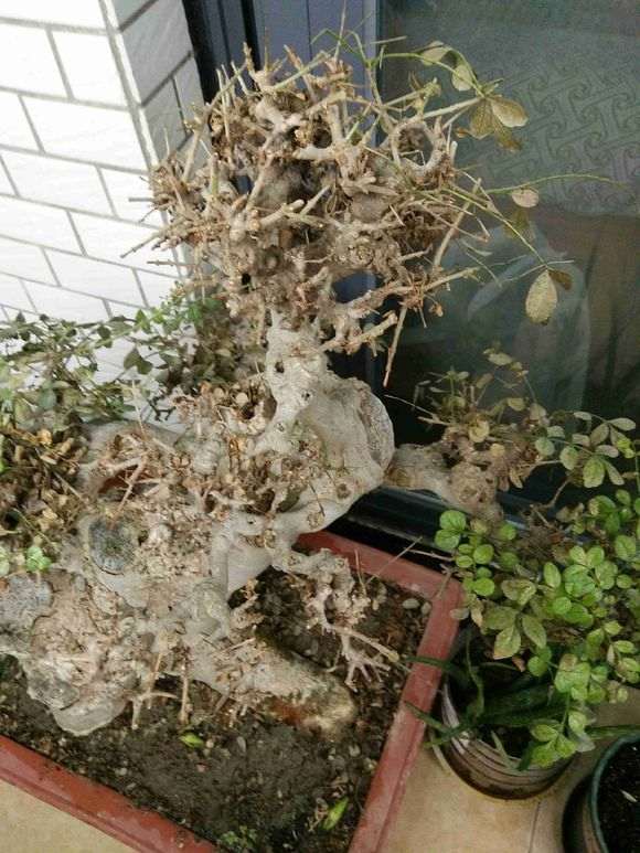 对节白蜡下山桩新叶发黄发黑 怎么办