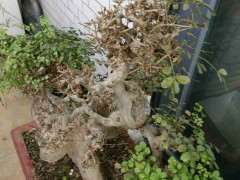 对节白蜡下山桩新叶发黄发黑 怎么办