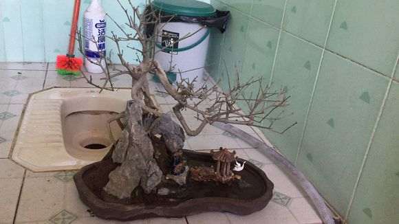 对节白蜡下山桩晒了半小时 叶子掉光了