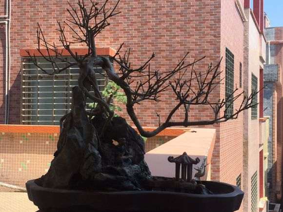 对节白蜡下山桩晒了半小时 叶子掉光了