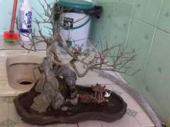 对节白蜡下山桩晒了半小时 叶子掉光了