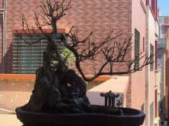 盆栽的对节白蜡下山桩几天浇水1次 图片