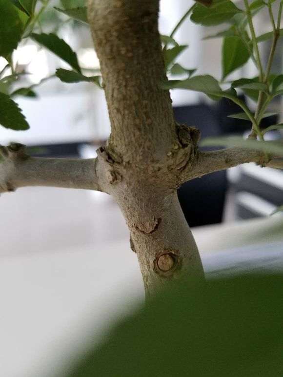 这个对节白蜡下山桩是嫁接的吗 图片