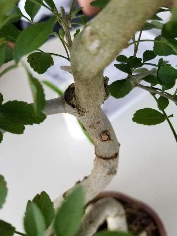 这个对节白蜡下山桩是嫁接的吗 图片