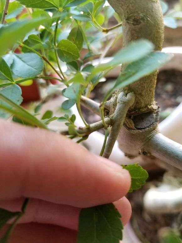 这个对节白蜡下山桩是嫁接的吗 图片