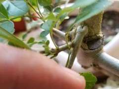 这个对节白蜡下山桩是嫁接的吗 图片