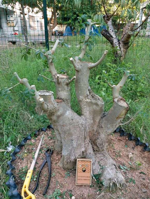 如何护理好对节白蜡下山桩伤口 图片