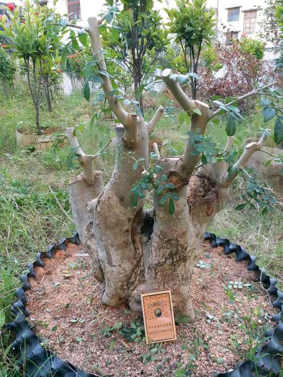 如何护理好对节白蜡下山桩伤口 图片