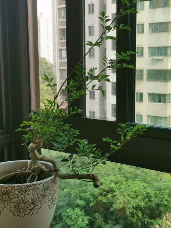 对节白蜡下山桩怎么造型比较好看 图片