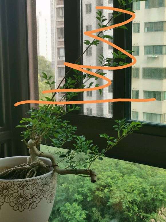 对节白蜡下山桩怎么造型比较好看 图片