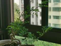 对节白蜡下山桩怎么造型比较好看 图片