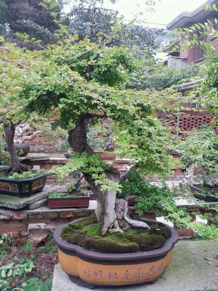 怎么给对节白蜡下山桩修剪枝条 图片