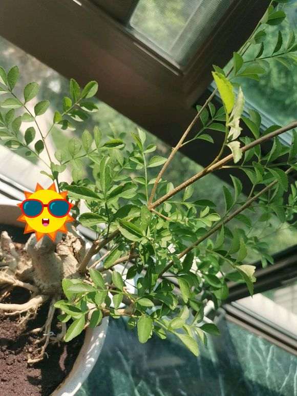 怎么给对节白蜡下山桩修剪枝条 图片