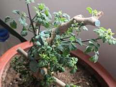 为什么对节白蜡下山桩水大烂根 没救