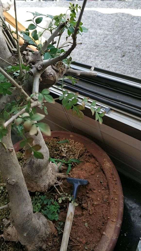 对节白蜡下山桩叶子有点蔫 怎么办 图片