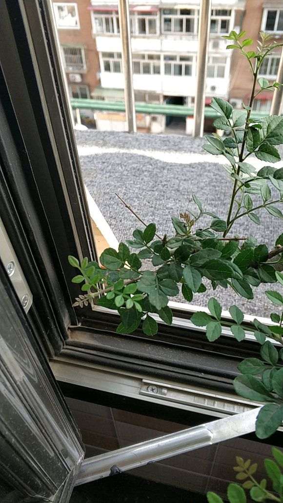 对节白蜡下山桩叶子有点蔫 怎么办 图片