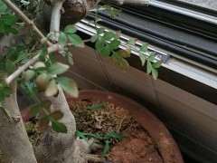 对节白蜡下山桩叶子有点蔫 怎么办 图片