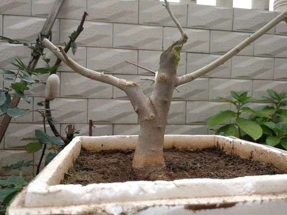 对节白蜡下山桩怎么直杆短截的方法