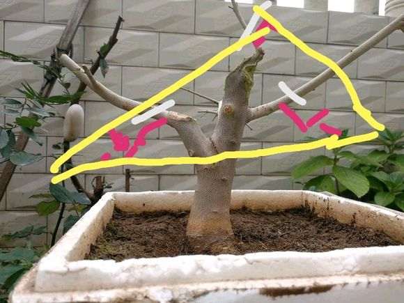 对节白蜡下山桩怎么直杆短截的方法