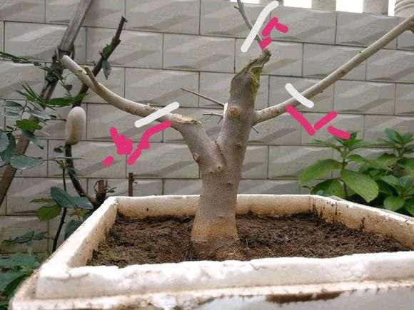 对节白蜡下山桩怎么直杆短截的方法