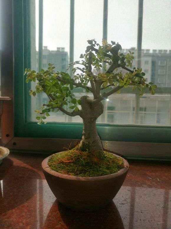 小品对节白蜡下山桩 看看 怎么样 图片