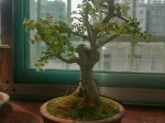 小品对节白蜡下山桩 看看 可以吗 图片