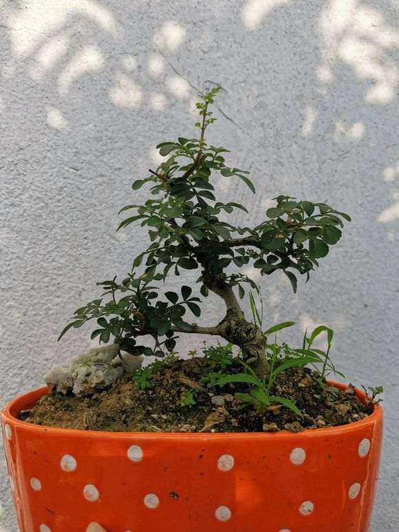 对节白蜡下山桩叶子上有虫 怎么办 图片