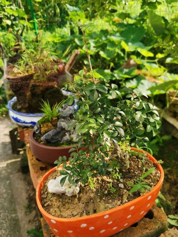 对节白蜡下山桩叶子上有虫 怎么办 图片