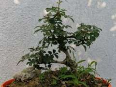 对节白蜡下山桩叶子上有虫 怎么办 图片