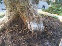 对节白蜡下山桩根部发白 怎么办 图片