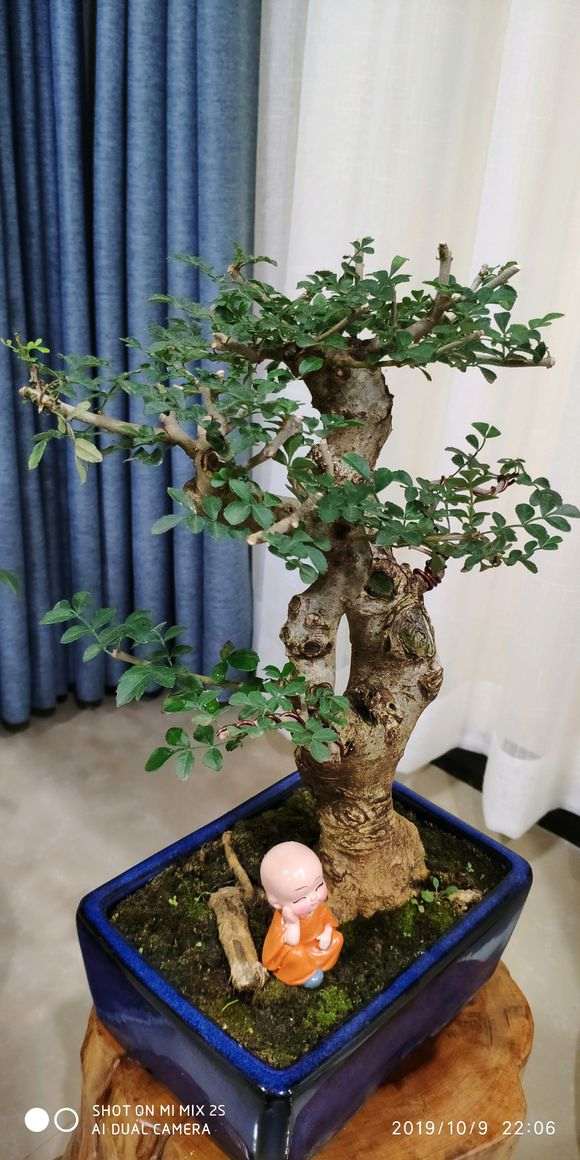 对节白蜡下山桩 多久浇一次水呢 图片