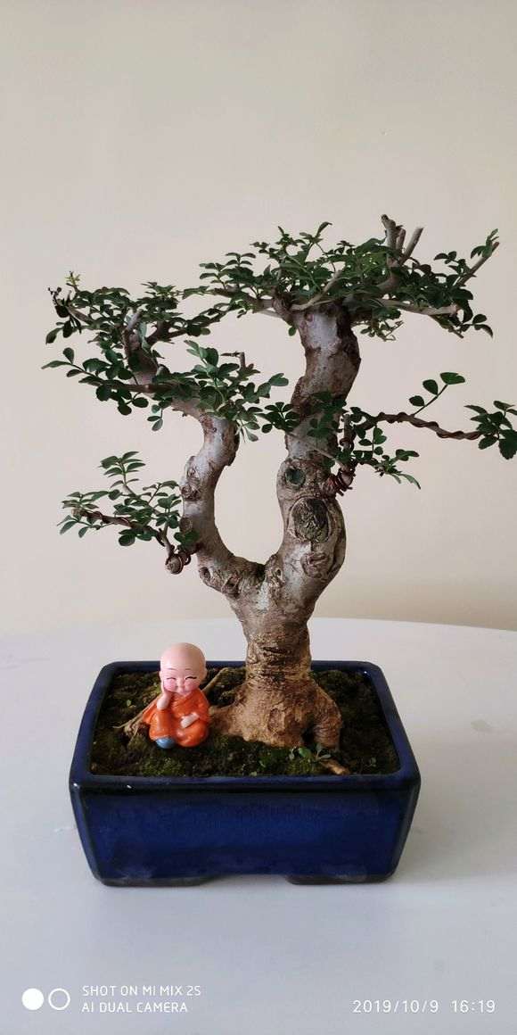 对节白蜡下山桩 多久浇一次水呢 图片