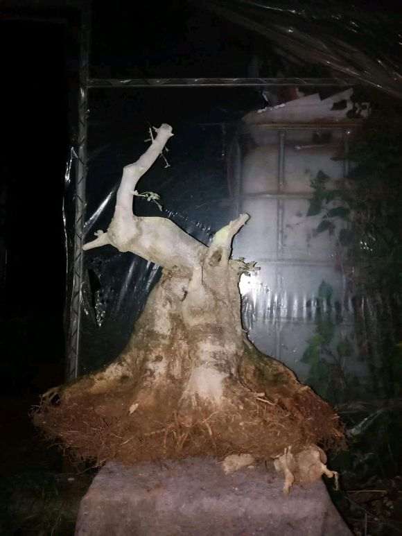 对节白蜡下山桩矮霸怎么设计 图片