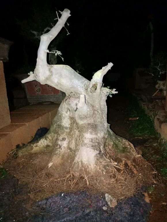 对节白蜡下山桩矮霸怎么设计 图片