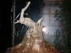 对节白蜡下山桩矮霸怎么设计 图片