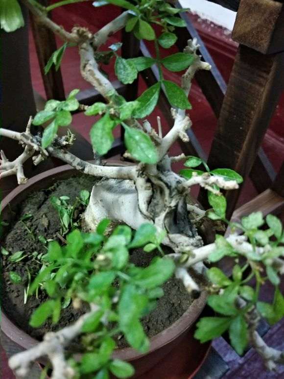 对节白蜡下山桩叶子发白 怎么办 图片