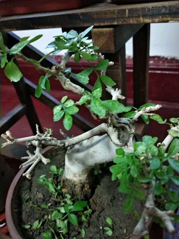对节白蜡下山桩叶子发白 怎么办 图片