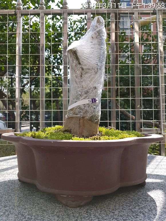 对节白蜡下山桩 现在还没发芽 怎么办