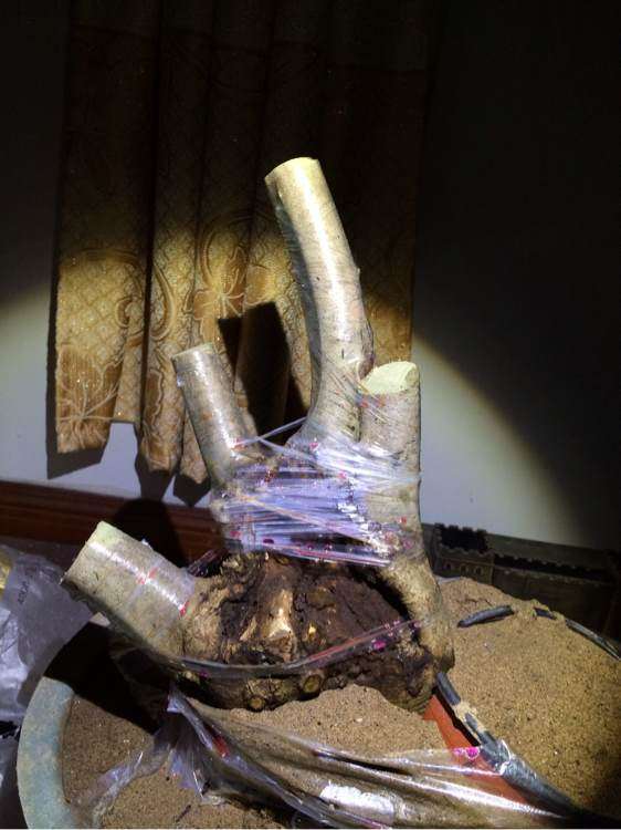 对节白蜡下山桩 现在还没发芽 怎么办