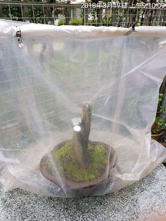 对节白蜡下山桩 现在还没发芽 怎么办