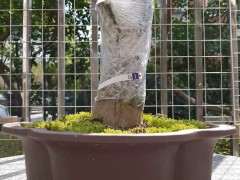 对节白蜡下山桩缠膜套袋 现在还没发芽